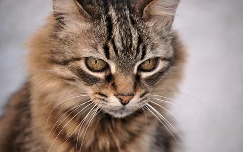 Muzzle of a brown cat with light background, eyes, observe Stock Photos