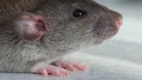 The muzzle of a brown decorative rat close-up. Macro photography of a rodent Stock Footage 263869814