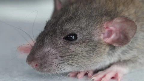 The muzzle of a brown decorative rat close-up. Macro photography of a rodent Stock Footage 263870005