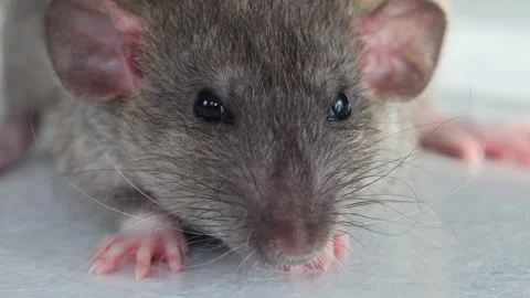 The muzzle of a brown decorative rat close-up. Macro photography of a rodent Stock Footage 263870046