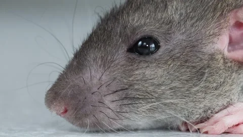 The muzzle of a brown decorative rat close-up. Macro photography of a rodent Stock Footage 263870328