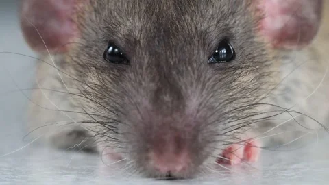 The muzzle of a brown decorative rat close-up. Macro photography of a rodent Stock Footage 263870719