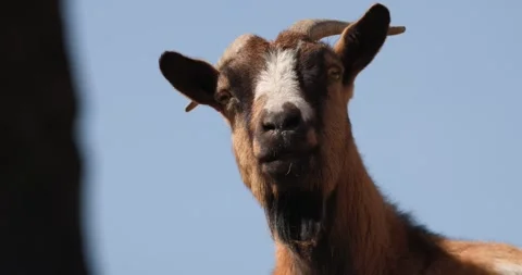 Muzzle of brown goat with white spot on nose against sky, slow motion 120 fps Stock Footage 251727085