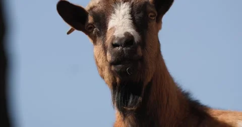 Muzzle of brown goat with white spot on nose against sky, slow motion 120 fps Stock Footage 251727113