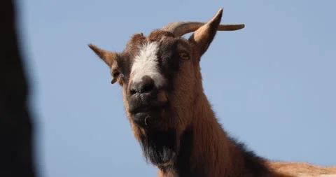 Muzzle of brown goat with white spot on nose against sky, slow motion 120 fps Stock Footage 251727210