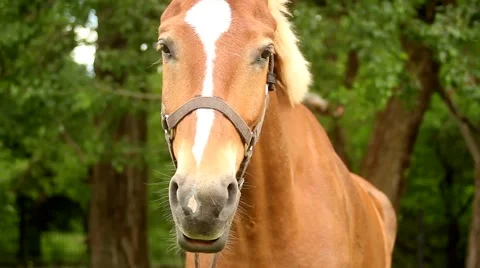 Muzzle brown horse Video stock 51364448