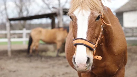 The muzzle of a brown horse looks into the camera close-up Stock Footage 225493541