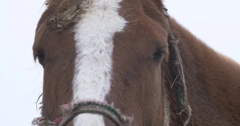 Muzzle of a brown horse with mud on his forehead Stock Footage 104905734