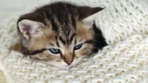 Muzzle of a brown kitten with blue eyes close up Stock-Footage 196372470