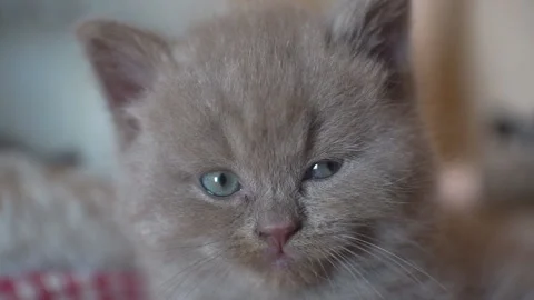 The muzzle of a brown kitten closeup.The kitten wants to sleep. Stock Footage 119600979