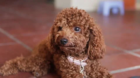 Muzzle of brown mini poodle. Stock Footage 268234882