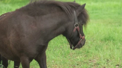 The muzzle of a brown pony against a background of green vegetation. Stock Footage 194468996