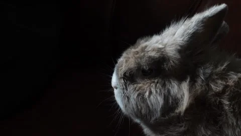 Muzzle of brown rabbit sniffing air on black background. Stock Footage 262545214