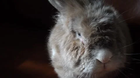 Muzzle of brown rabbit sniffing air. Video stock 262545235