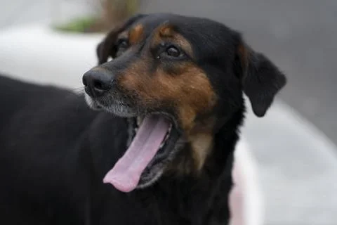 Muzzle of a brown yard dog Stock Photos