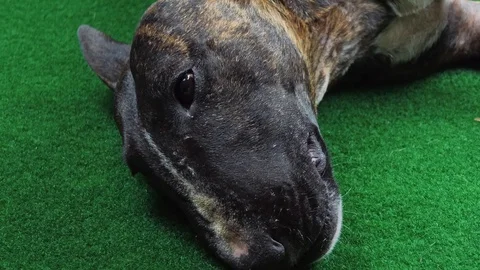 Muzzle of the bull terrier Video stock 123274730