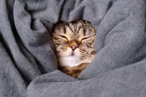 Muzzle of a cat in a blanket. The cat is wrapped in a blanket and sleeping. Stock Photos