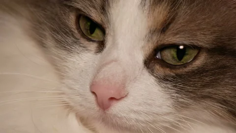 Muzzle of a cat close up. Cat sits and looks in front of camera. Stock Footage 167834381