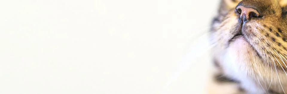 Muzzle of a cat close-up with copy space, nose of a cat close-up Foto stock