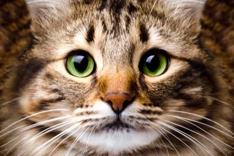 Muzzle cat close-up Stock Photos