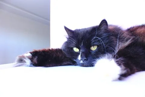 Muzzle of cat. Cute muzzle of black cat closeup Stock Photos