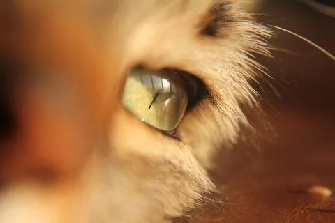 Muzzle cat with eyes closed, closeup High quality Stock Photos