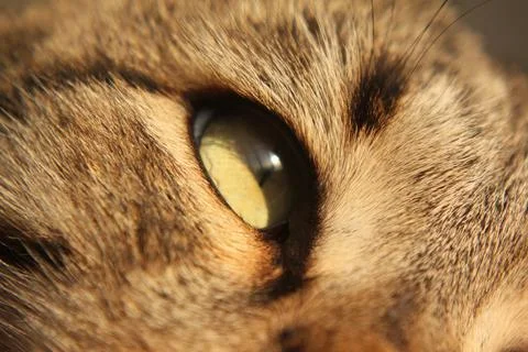 Muzzle cat with eyes closed, closeup High quality Stock Photos