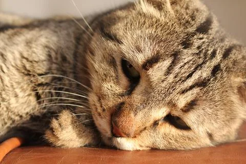 Muzzle cat with eyes closed, closeup High quality Foto stock