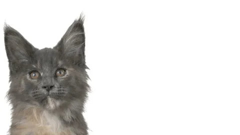 Muzzle cat maine coon on white background Stock-Footage 86805207