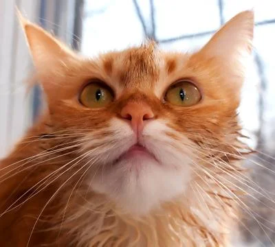 Muzzle cat Stock Photos