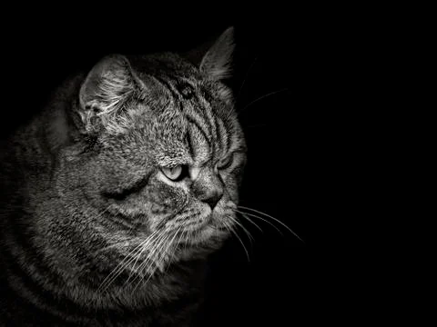Muzzle cat of the Scottish breed close-up on black Stock-Fotos