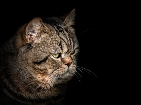Muzzle cat of the Scottish breed close-up on black Stock Photos