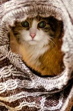 Muzzle of a cat seen through blanket covered around it. Close-up, portrait Stock Photos