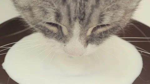 Muzzle Cat Who Drinks Milk From A Saucer Video stock 52154569