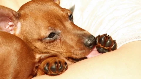 The muzzle of a charming little puppy licks a paw. Funny puppy. Portrait. Stock Footage 253825871