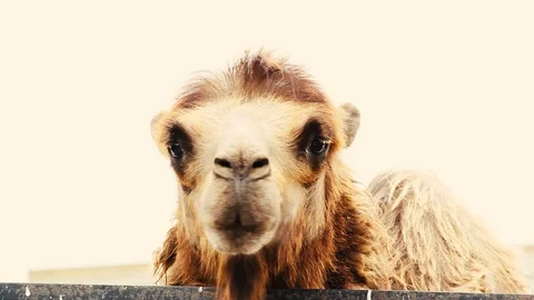 Muzzle of the is chewing asian camel Stock-Footage 86565456