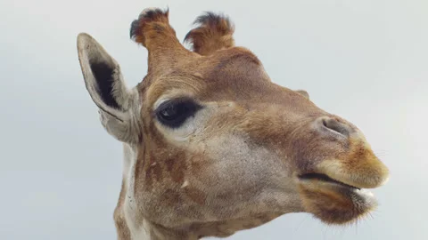 The muzzle of a chewing giraffe against the background of the sky. Long tongue Vidéo 159640226