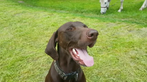 Muzzle of a close-up of a brown German shorthaired pointer Stock Footage 154909625