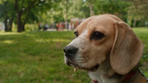 Muzzle close-up: Cute red dog Beagle sitting on a green lawn in the Park Stock Footage 119329868