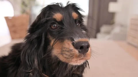 The muzzle of a Cocker Spaniel with its tongue hanging out. Satisfied dog close 库存影片 207828120