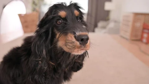 The muzzle of a Cocker Spaniel with its tongue hanging out. Satisfied dog close Stock Footage 208758405