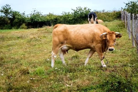 Muzzle of a cow behind a wire fence. Rural landscape. Livestock and rural lif Stock Photos