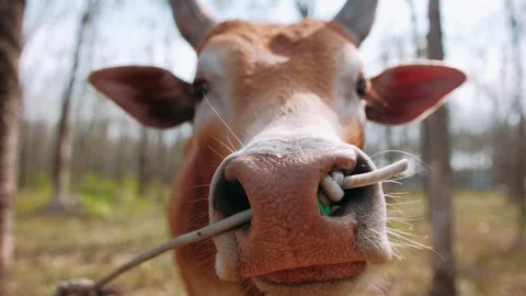 Muzzle of cow close up, Brown dairy, grazing peacefully in verdant pasture Stock Footage 316879477