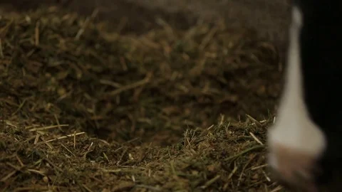 Muzzle of a cow munching hay in the barn Stock Footage 73554782