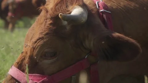 The muzzle of a cow with red fur is a close-up. Stock Footage 276711383