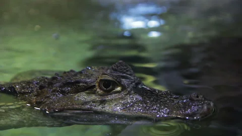 Muzzle of the crocodile in the aquarium on the surface of the water. Stock Footage 94772257