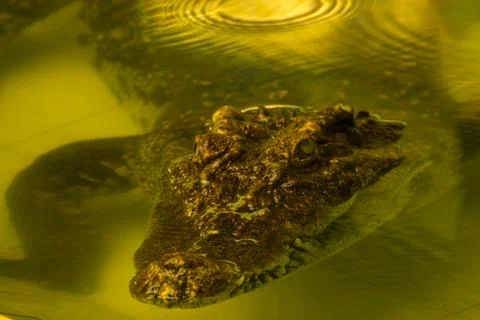 The muzzle of a crocodile in the pond Foto stock