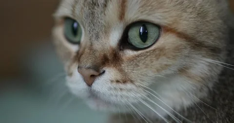 Muzzle of a cute british cat. Close-up. Stock Footage 156597162
