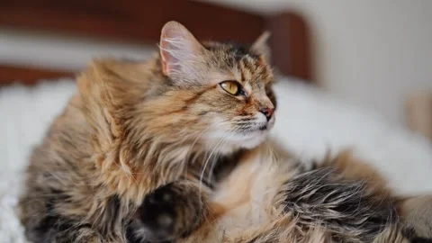 Muzzle of a cute fluffy cat licking her hair Stock Footage 278654126