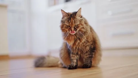 Muzzle of a cute fluffy cat licking paws in the kitchen Stock Footage 278654992